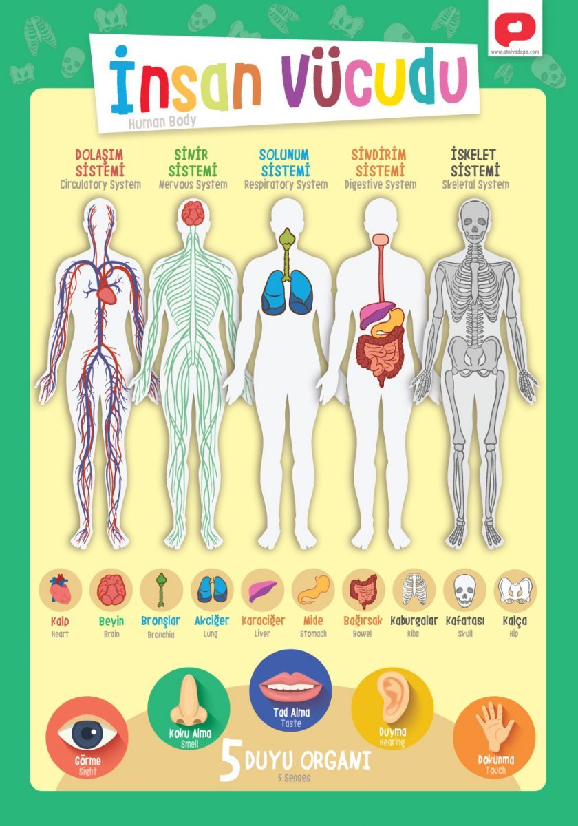 Eğitici Öğretici Türkçe İngilizce Poster Seti Öğretmenler Tasarladı 12 Poster 30x42cm