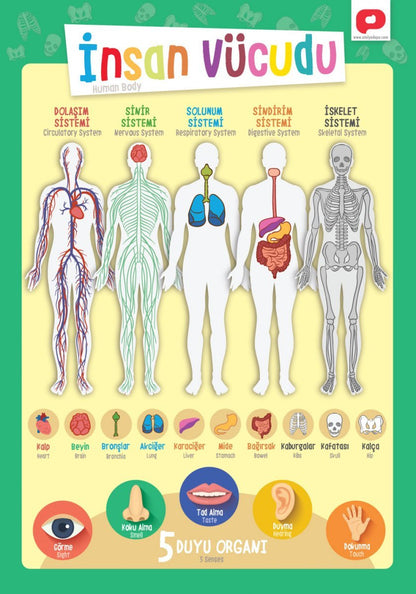 Eğitici Öğretici Türkçe İngilizce Poster Seti Öğretmenler Tasarladı 12 Poster 30x42cm